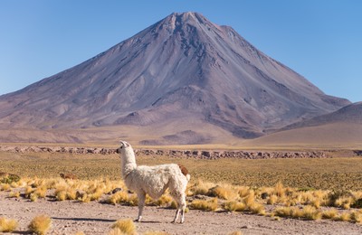 Llama in Atacama